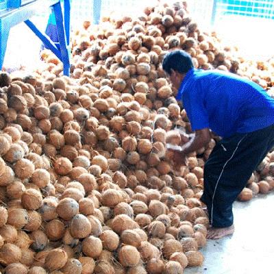 Coconuts