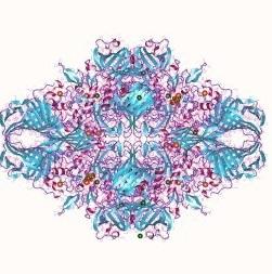 Pharmaceutical Enzymes