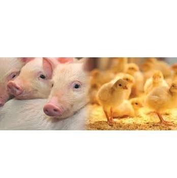 Feed and Animal Nutrition