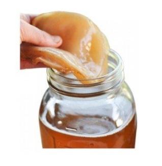 Live & Organic Kombucha Starter Scooby