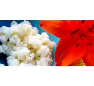 Gluten Free , Pure , Live & 100% Organic Milk Kefir Grains