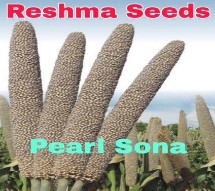 Pearl Sona Pearl Millet