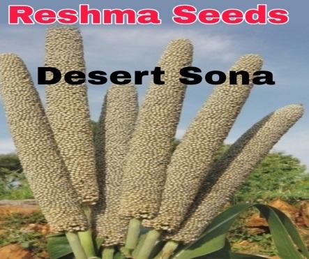 Desert Sona Pearl Millet