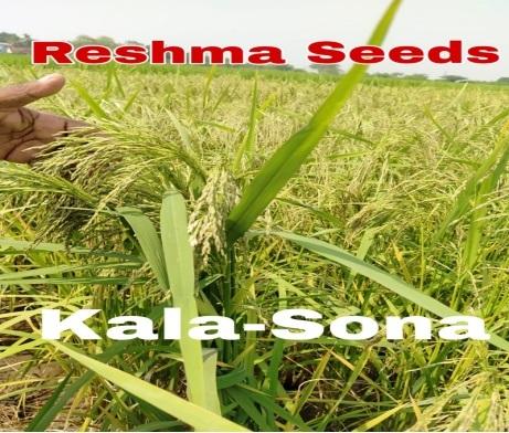 Kala Sona Paddy Seeds