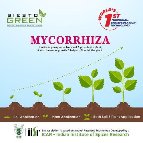 Mycorrhiza