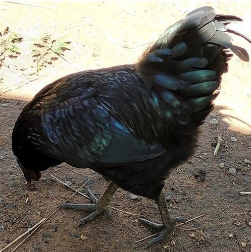 Poultry Kadaknath