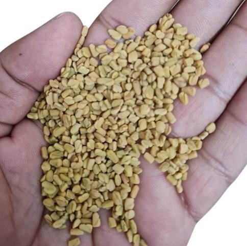 Fresh Fenugreek Seeds