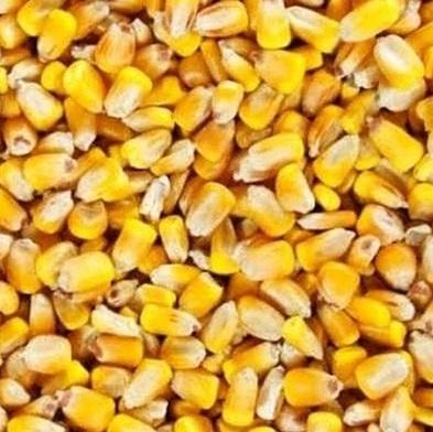 Fresh Yellow Corn