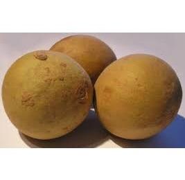 Sapodilla