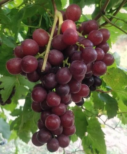 Red Grapes