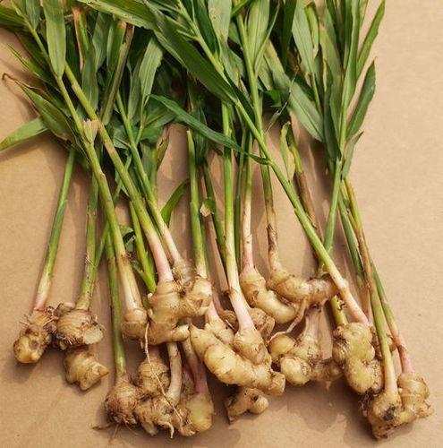 Indian Ginger