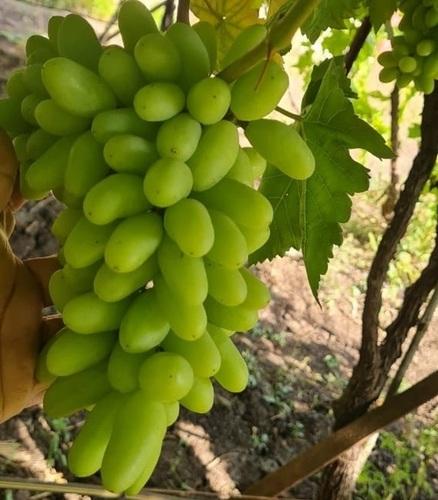 Green Grapes