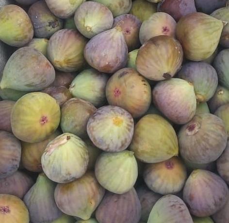 Fresh Figs