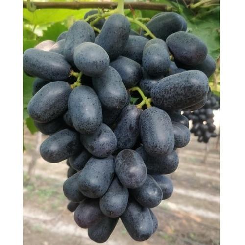 Black Grapes