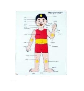 Body Parts Puzzle