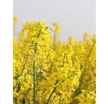 Mustard Oil