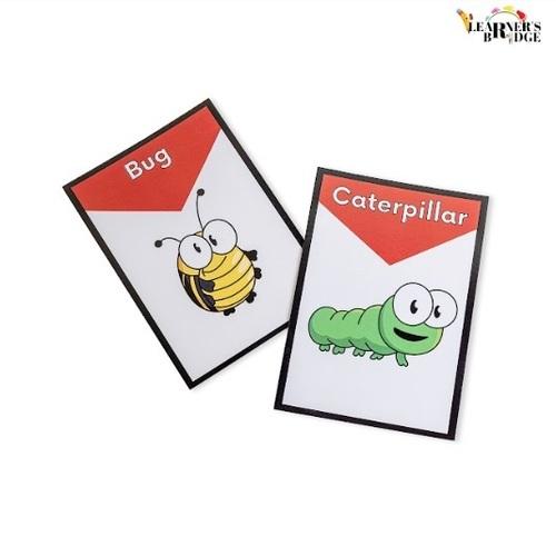 Insect Flash Cards