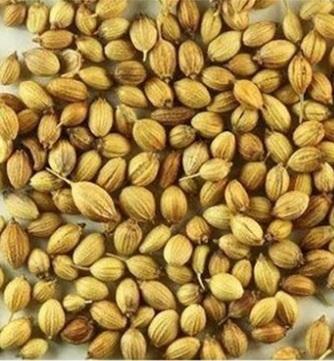 Sun Dried Natural And Organic Coriander Seeds