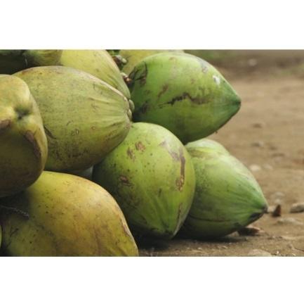 Young Green Coconut