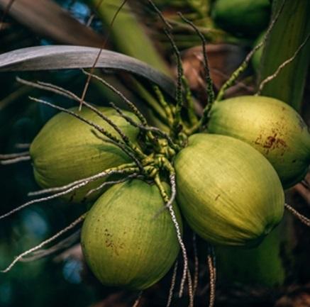 Tender Coconut