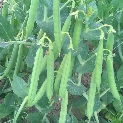 Peas Seeds 