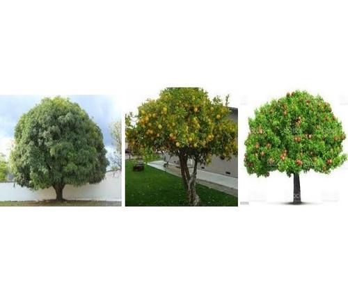 LAyeRS Fruit Tree Rewash