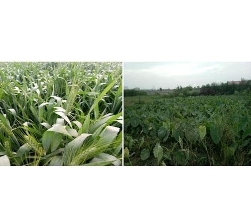 LAyeRS PGR (Plant Growth Regulator)