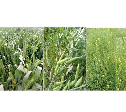 LAyeRS Plant Booster