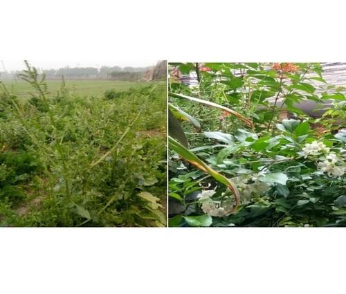LAyeRS Plant Insects Cure