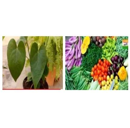 Plant Growth Regulator