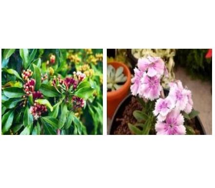 Plant Insects Cure