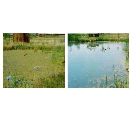 BIO POND WATER CLEANER 