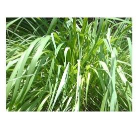 Sri Lankan Citronella Oil