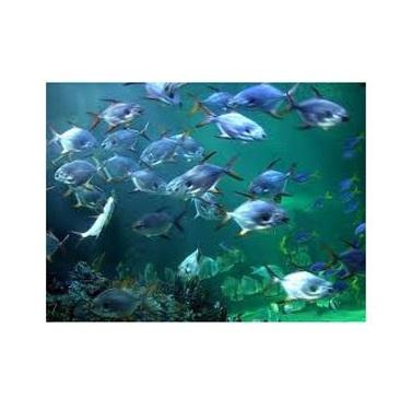 Aquaculture Water Treatment