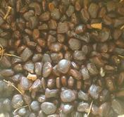 Tamarind Seeds