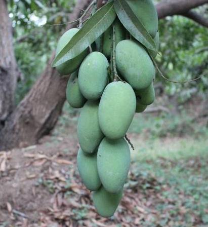 Green Mango