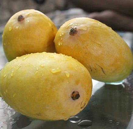 Kesar Mango