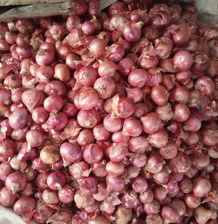 Red Onion