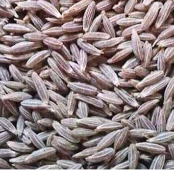 Fresh Cumin Seeds 