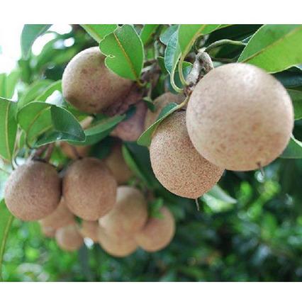 Fresh Sapota 