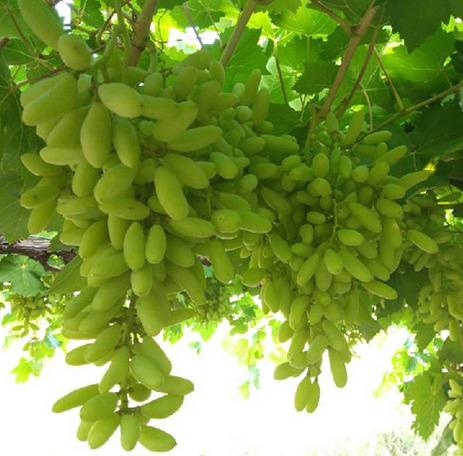  Fresh Grapes 