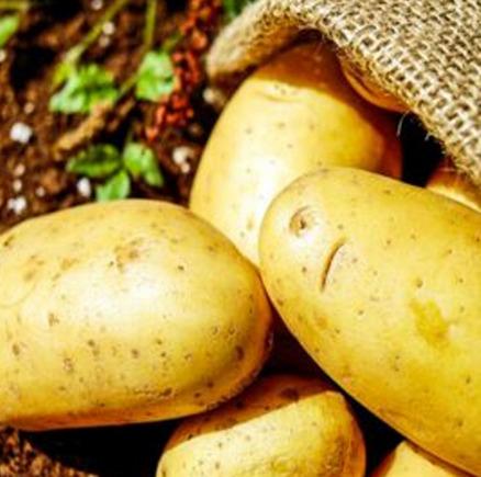 Fresh Organic Potatoes