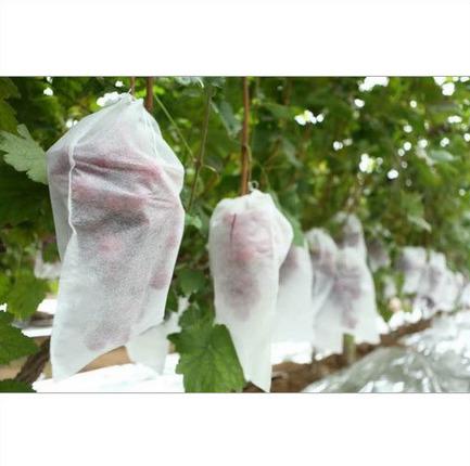 Non Woven Fruit Cover 