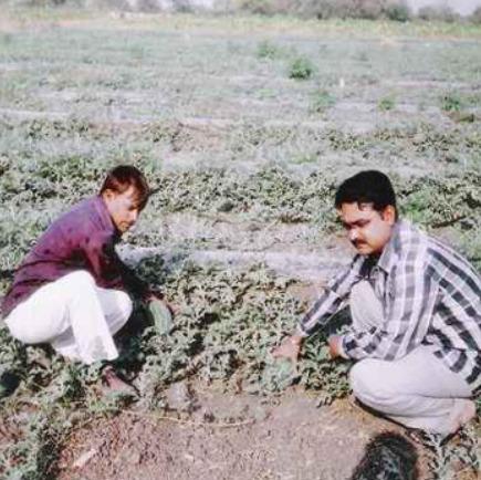 Watermelon Mulching Film 