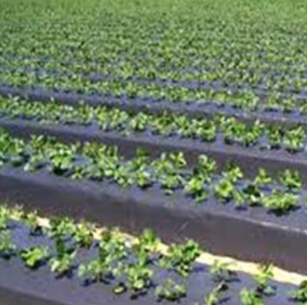 Silver Black Mulching Film 