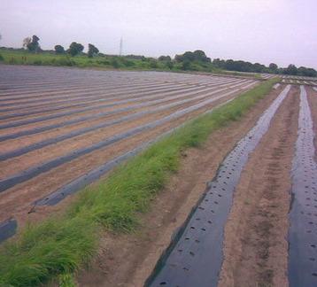 Mulching Film 