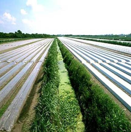 Soil Solarization Film 