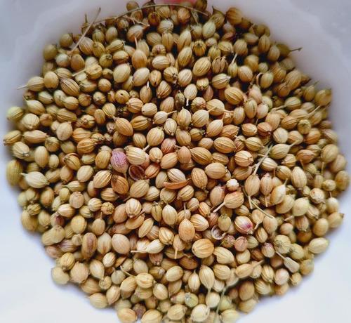 Coriander 