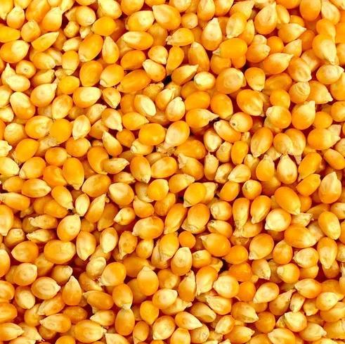 Yellow Popcorn makka