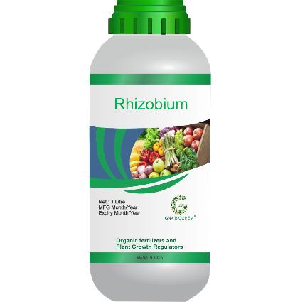 Rhizobium